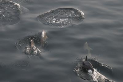 Дельфины, 2