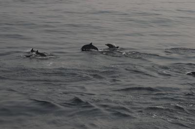 Дельфины, 5