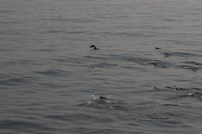 Дельфины, 10